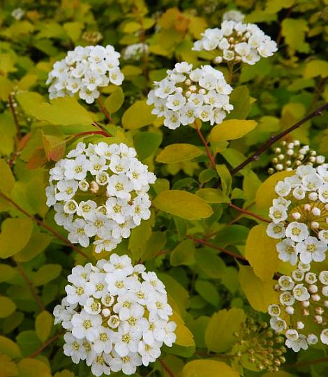 Spiraea vanhouttei  'Gold Fountain'